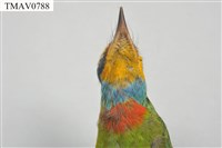 五色鳥藏品圖，第10張